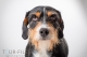 Thumbnail Tierfotografie